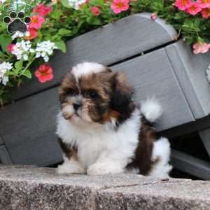 Ribbon, Teddy Bear Puppy